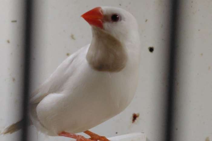 spitstaarten ino x crème en 4 witte jongen
