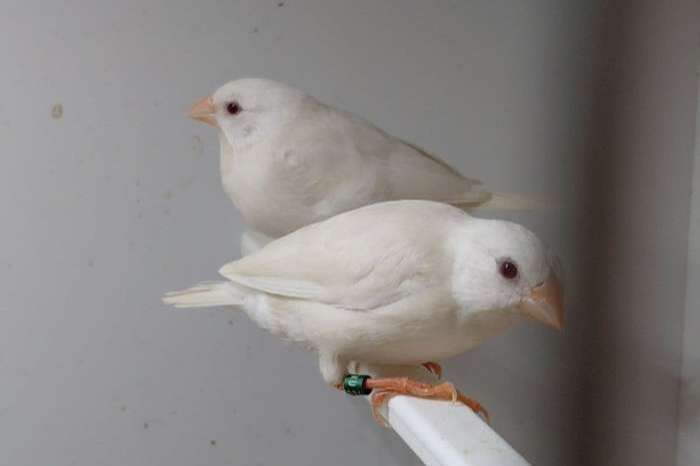 spitstaarten ino x crème en 4 witte jongen