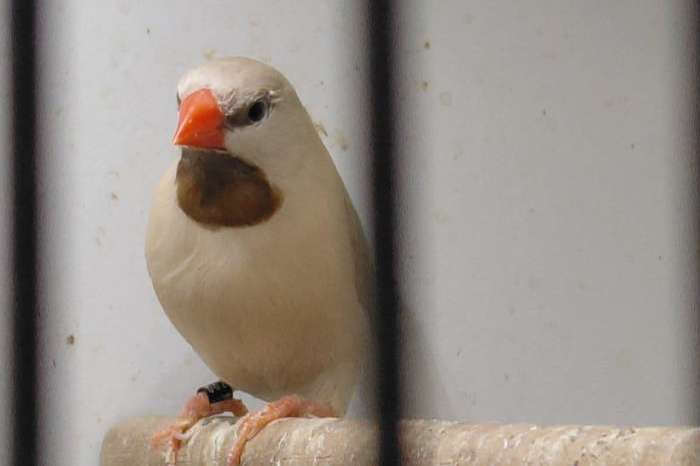 spitstaarten ino x crème en 4 witte jongen