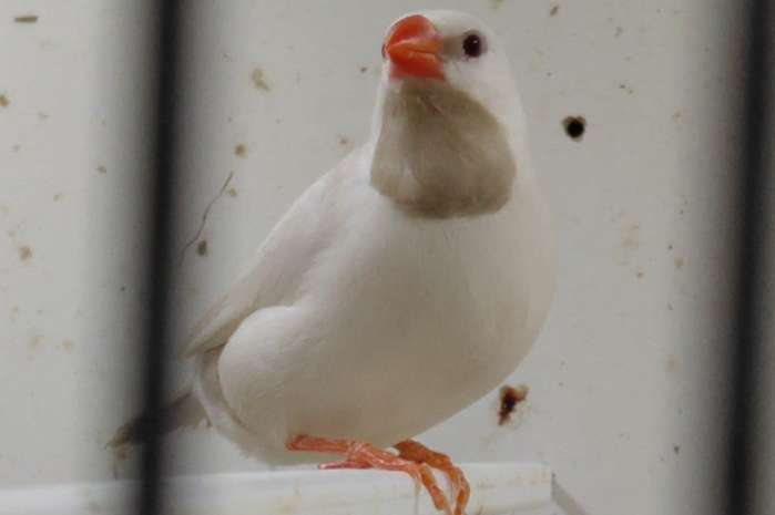 spitstaarten ino x crème en 4 witte jongen