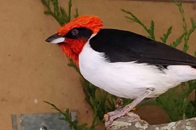 paroaria nigrogenis.
