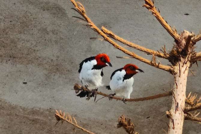 paroaria gularis