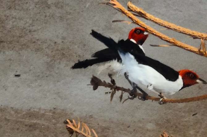 paroaria gularis