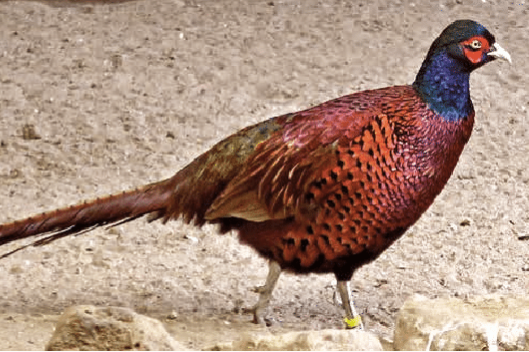phasianus colchicus colchicus