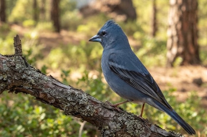 blauwe vink ( fringillia teydea)