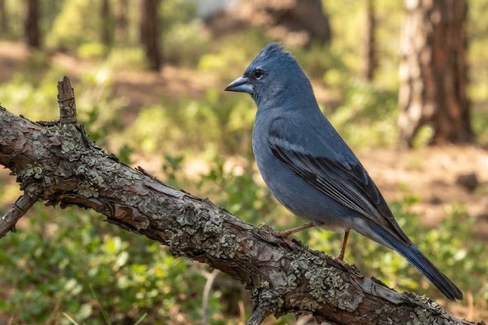 blauwe vink ( fringilla teydea )