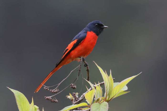 minivet