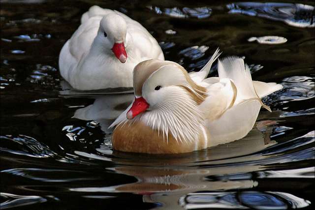 witte mandarijn eend