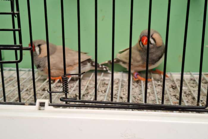 hellrücken grau & pastell hellrücken grau