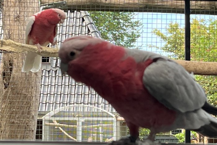 kweekpaar rosé kaketoes split lutino x lutino