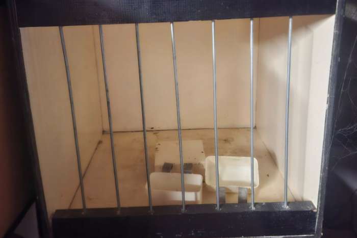 cage exposition pigeons