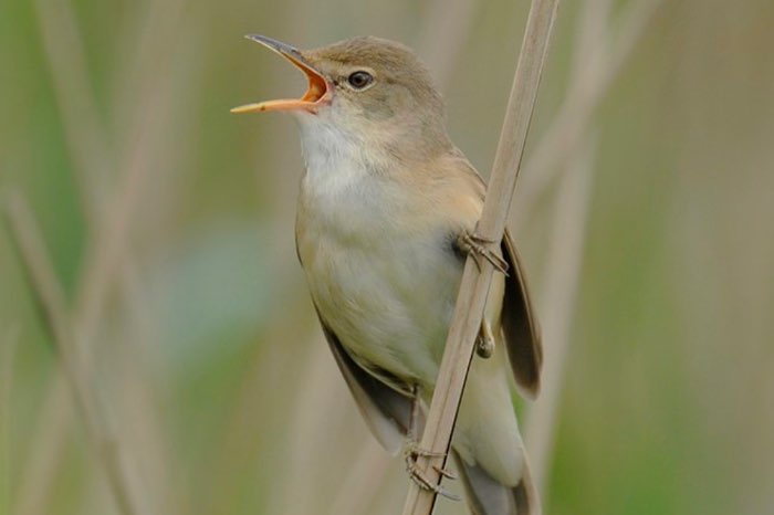 kleine karekiet