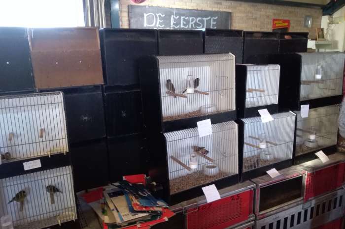 vogelmarkt in grootebroek