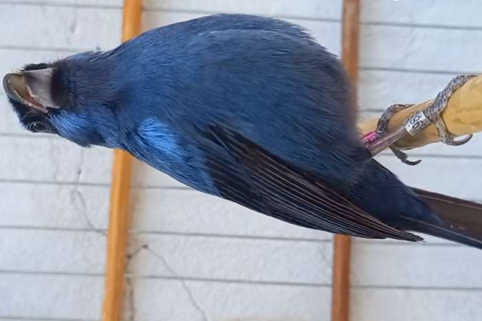 cyanoloxia brissonii (the ultramarine grosbeak)