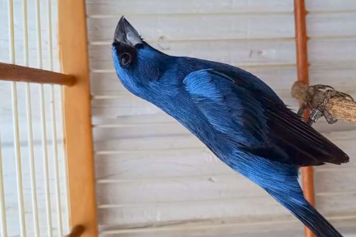 cyanoloxia brissonii (the ultramarine grosbeak)