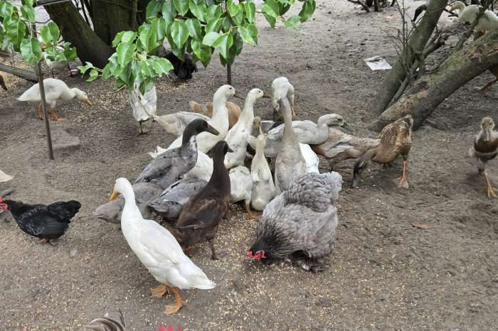 indische loopeenden