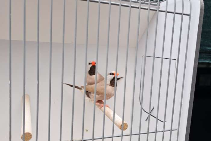 bruine spitsstaartamadine popjes te koop