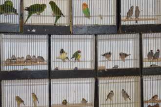 vogelvereniging