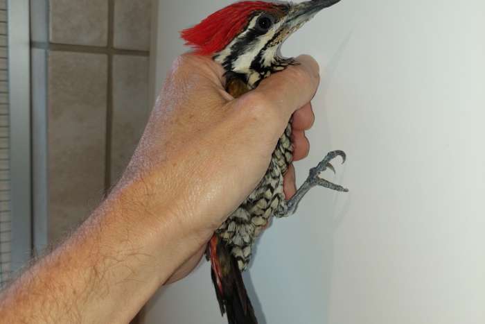 1.0 fire-backed woodpecker te koop 300euro