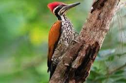 1.0 fire-backed woodpecker te koop 300euro