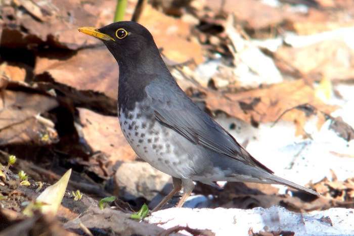 turdus cardis