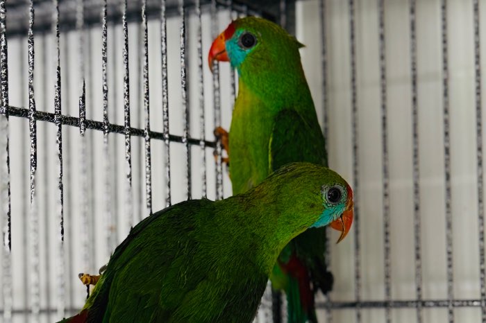 2.2 loriculus philippensis ( camiguinensis ) 2024