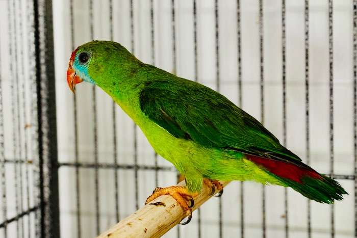 2.2 loriculus philippensis ( camiguinensis ) 2024