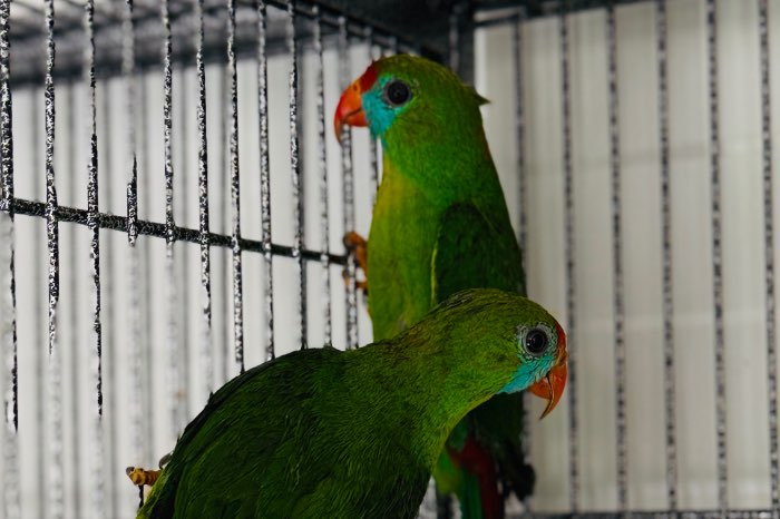 2.2 loriculus philippensis ( camiguinensis ) 2024