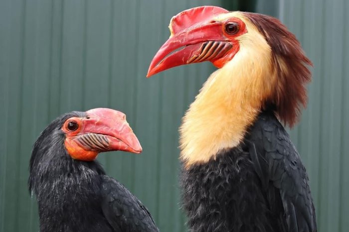 1.1 buceros hydrocorax hydrocorax 2024