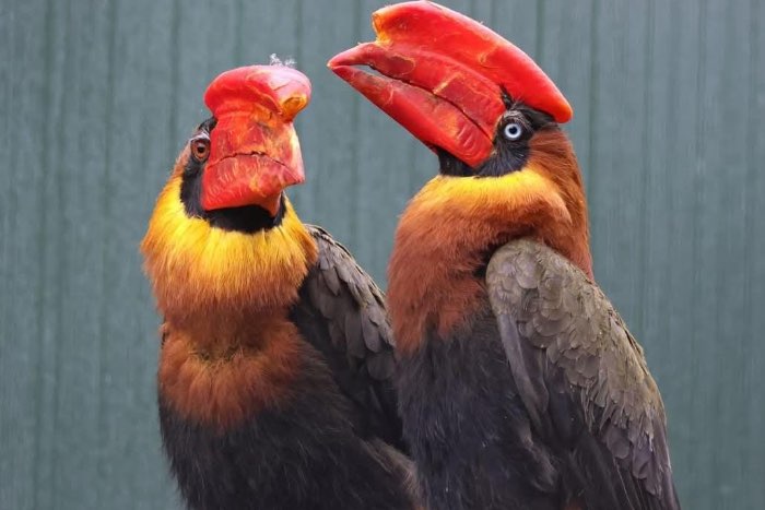1.1 buceros hydrocorax hydrocorax 2024