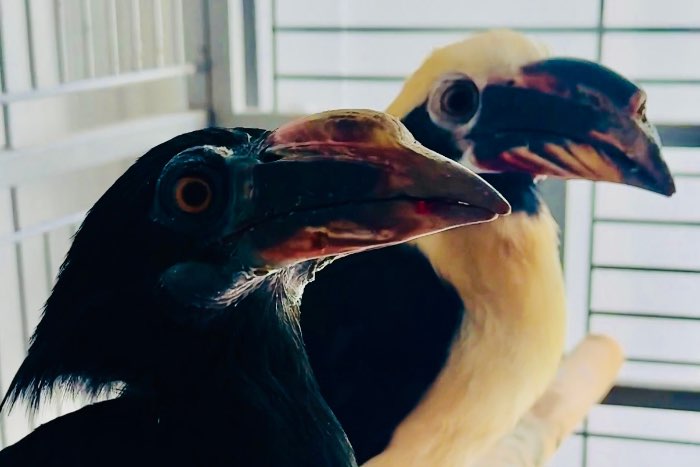 1.1 buceros hydrocorax hydrocorax 2024