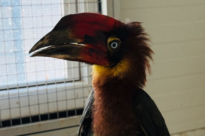 1.1 buceros hydrocorax hydrocorax 2024
