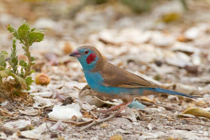 koppel blauwfazantjes