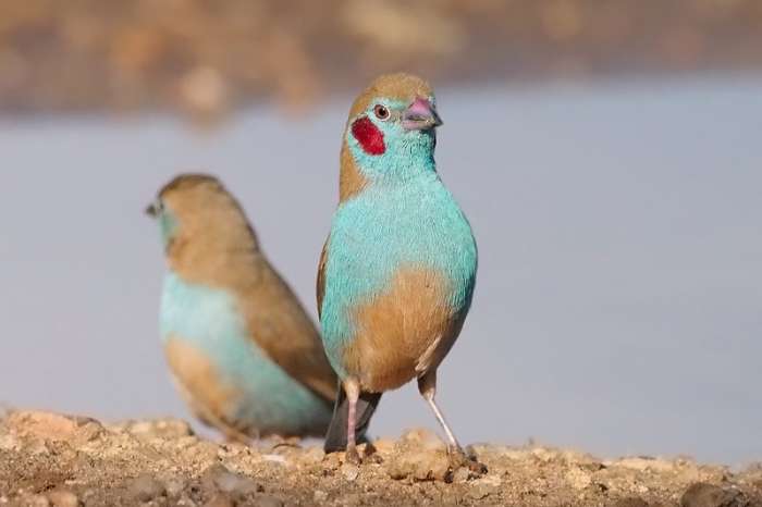 koppel blauwfazantjes