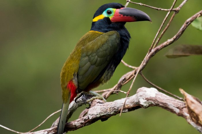 selenidera piperivora