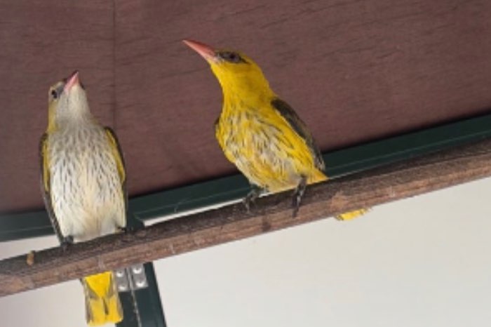 koppel indische wielewaal