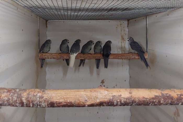 kakariki