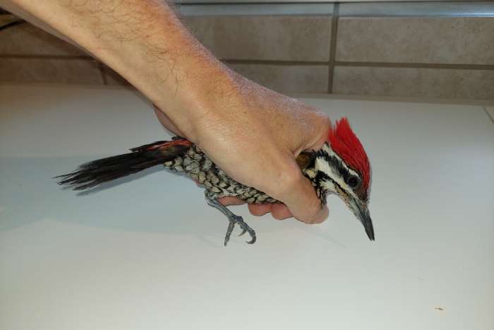 1.0 fire-backed woodpecker te koop 300e