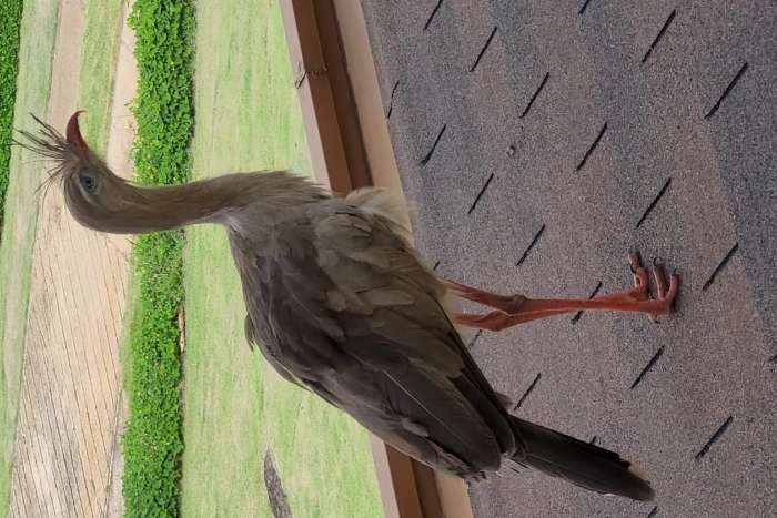 red-legged seriema (cariama cristata)