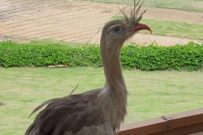 red-legged seriema (cariama cristata)