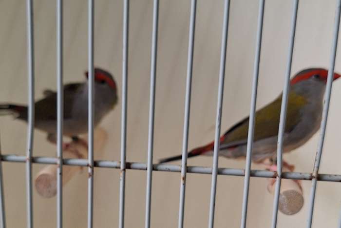 te koop 3 losse mannen natuurbroed dorn astrildes