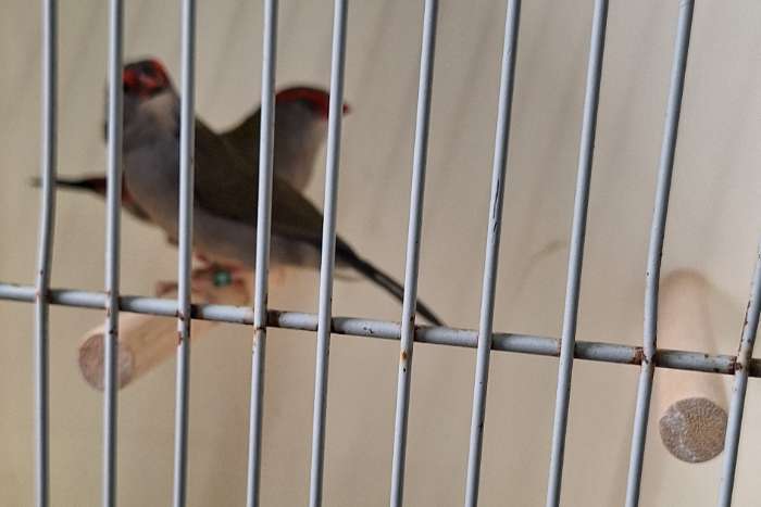 te koop 3 losse mannen natuurbroed dorn astrildes