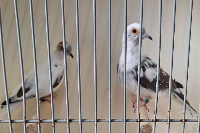 te koop 3 losse mannen natuurbroed dorn astrildes