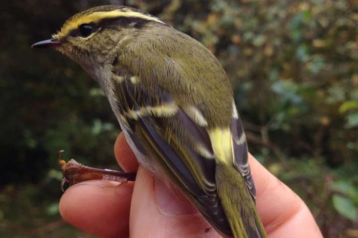phylloscopus proregulus