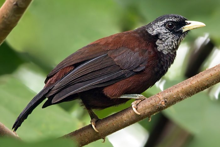 1.0 turdoides atripennis