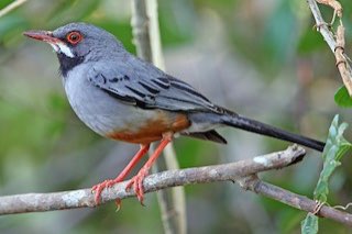 1.0 turdus plumbeus