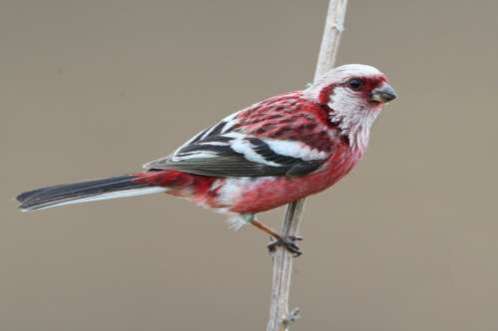 langstaartroodmus, carpodacus sibiricus, syn.: uragus sibiricus