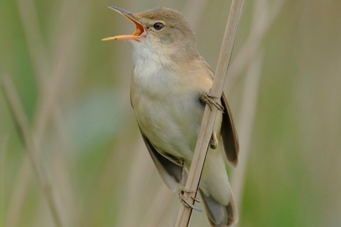 kleine karekiet