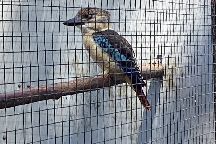 blauw vleugel kookaburra