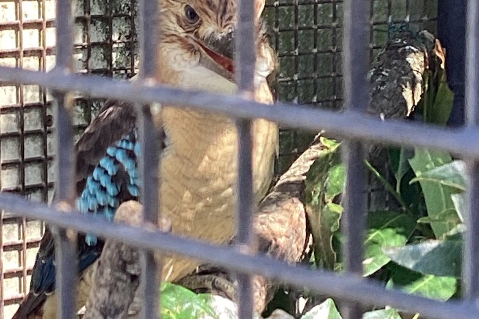blauw vleugel kookaburra
